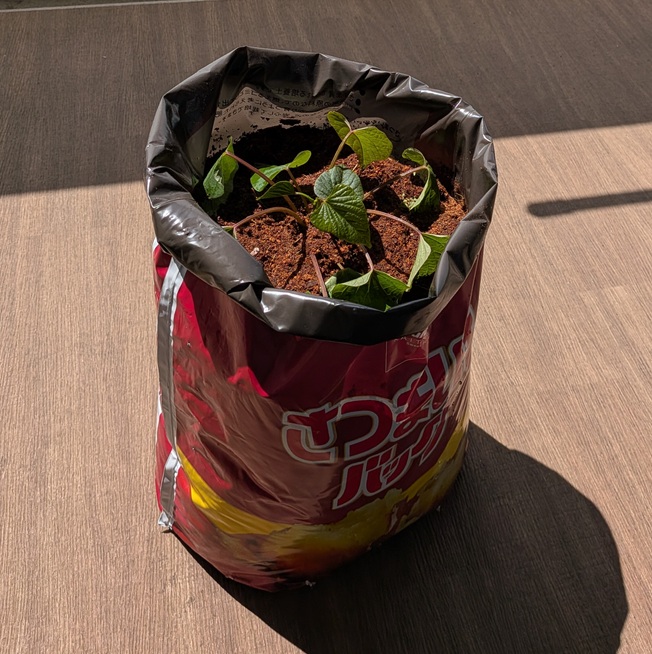 カットした苗をさつまいものバッグの土にぶっ刺した